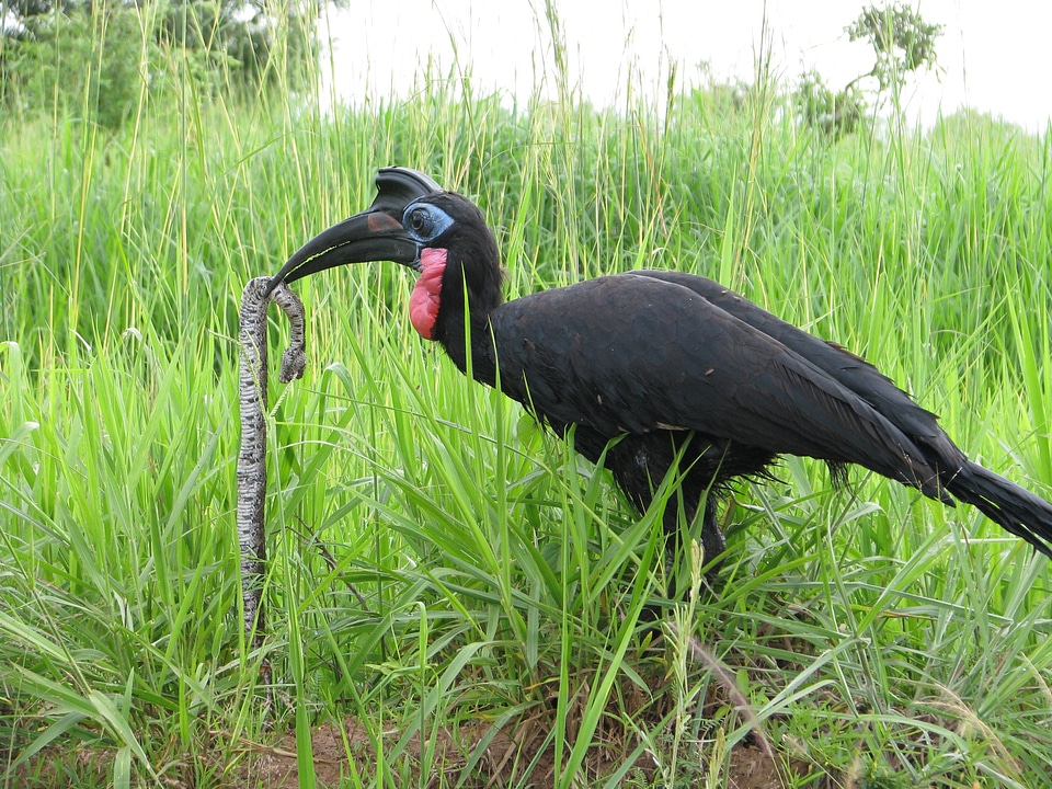 Safari wildlife animal