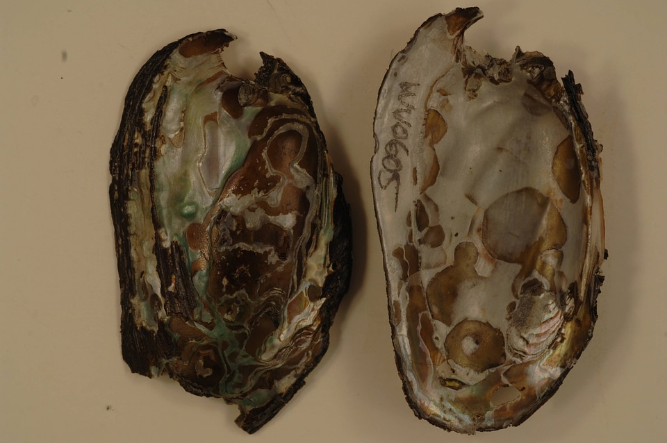 Elliptio complanata-1