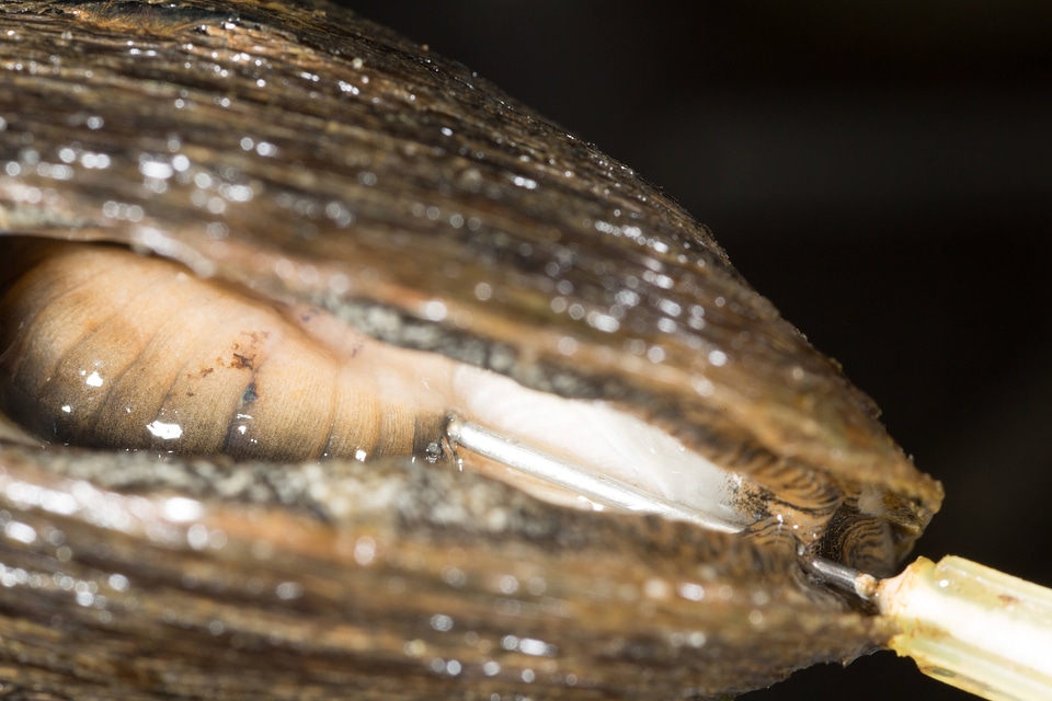 Extracting glochidia from freshwater mussel-2