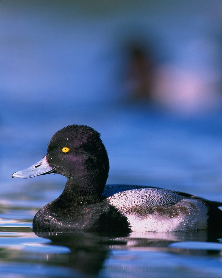 Lesser scaup