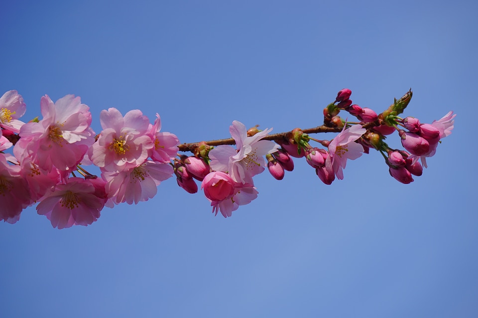 Branch japanese flowering cherry ornamental cherry