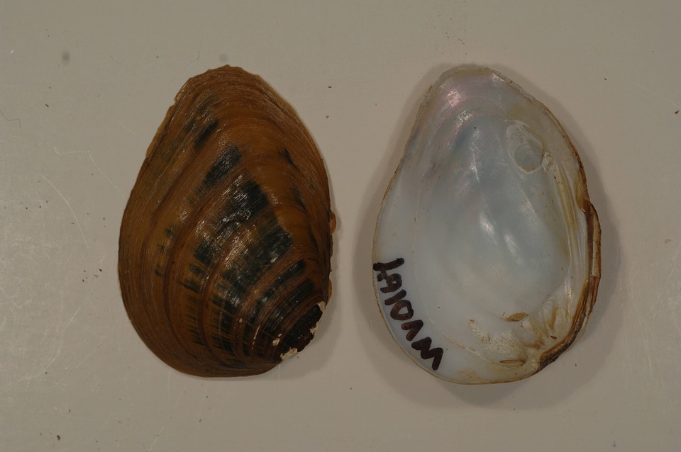 Pleurobema clava