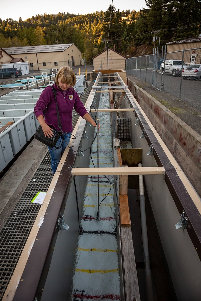 Biologist measures water velocity in a flume-1