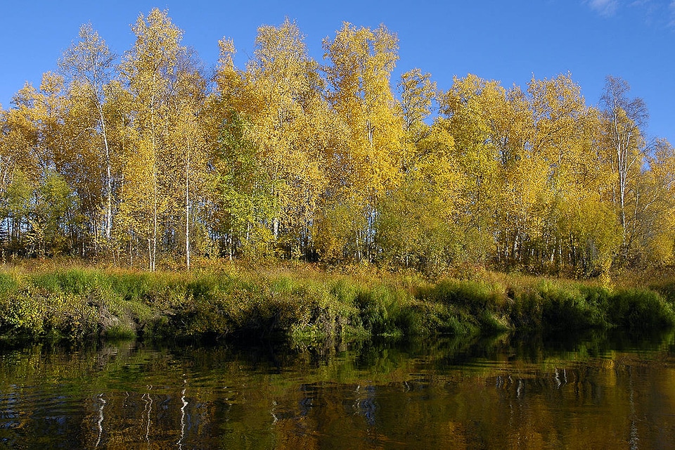 Trees on the Kanuti River