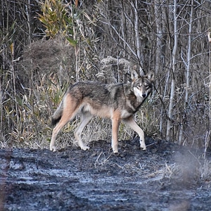 Red wolf on refuge-2