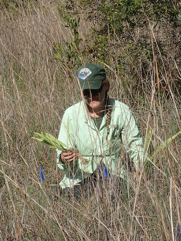 Pitcher planting restoration-2