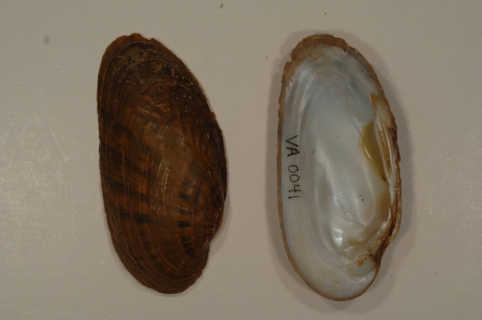 Ptychobranchus subtentus-1