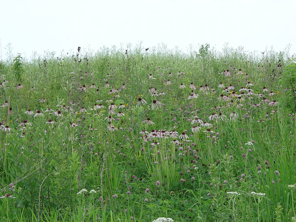 Pale purple cone flower