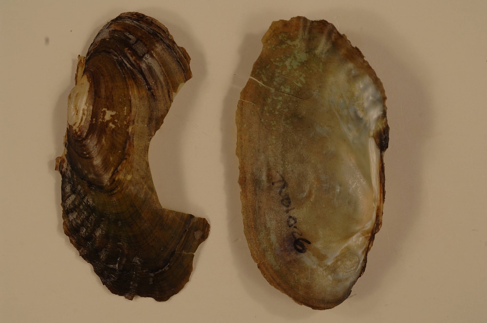 Lasmigona costata-1