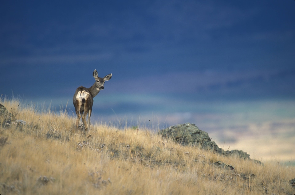 Mule deer on scenic hillside