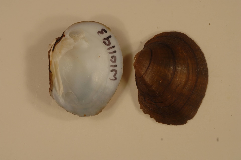 Pleurobema sintoxia-2