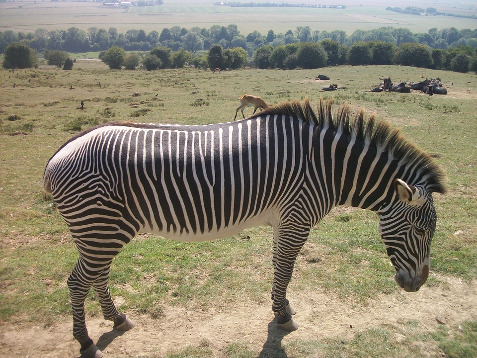 Wildlife safari africa