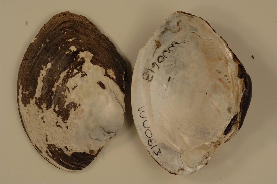 Lampsilis cardium-1