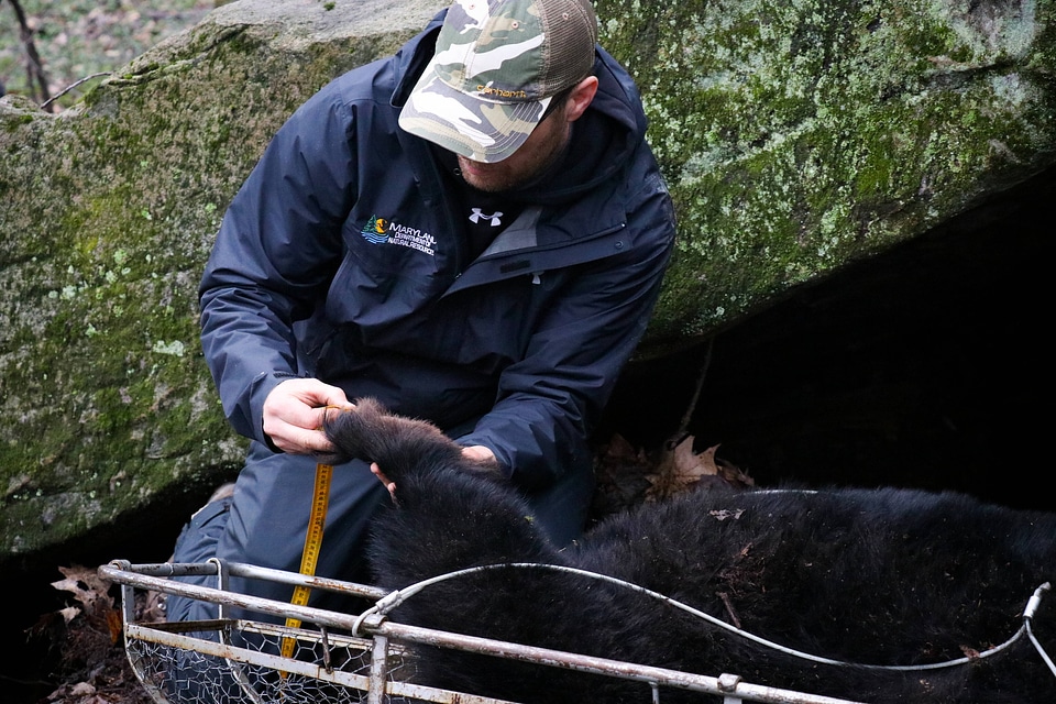 Measuring black bear paw-2