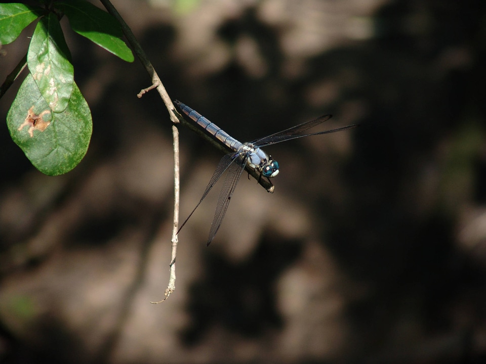 Great blue skimmer