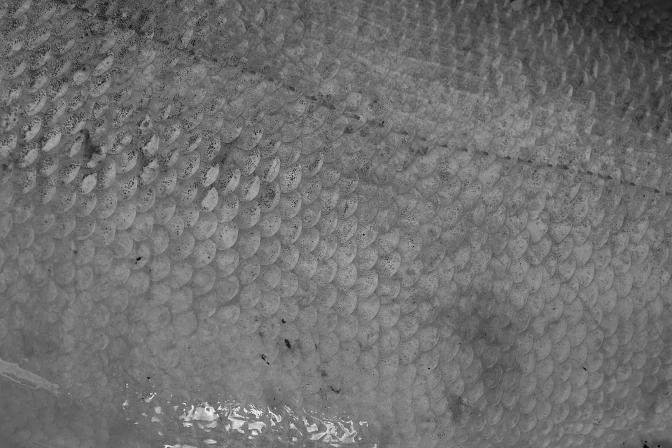 Silver carp scales