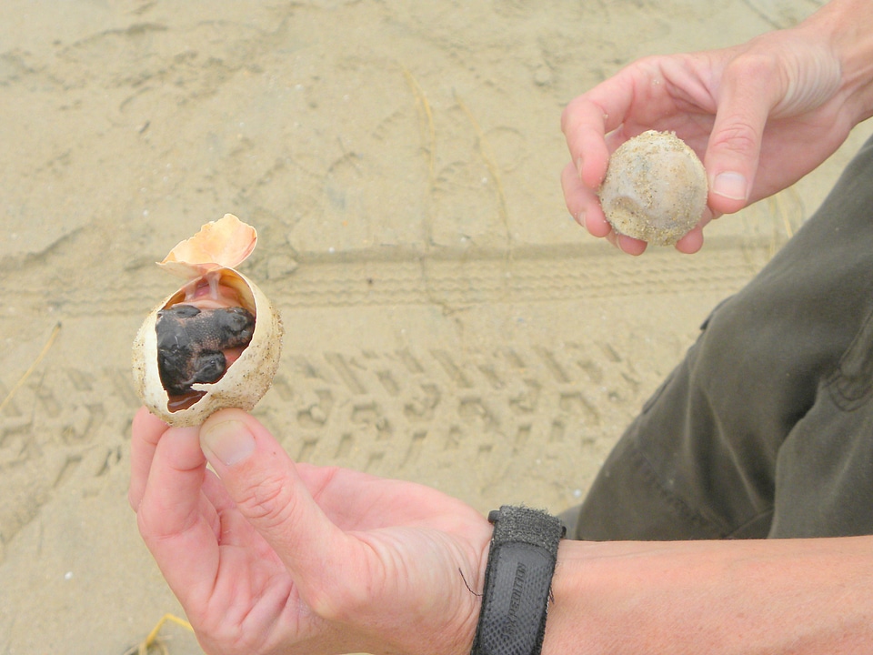 Dead loggerhead sea turtle embryo