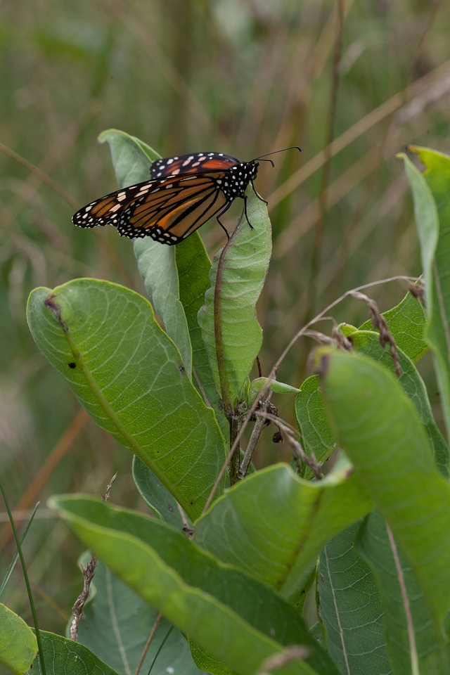 Monarch Butterfly on a milkweed plant-1
