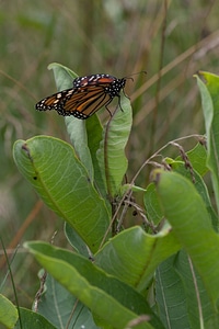 Monarch Butterfly on a milkweed plant-1 photo