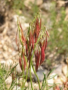 Osterhout milk-vetch pods