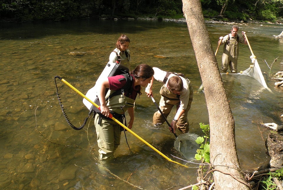 Collecting wild fish for freshwater mussel propagation
