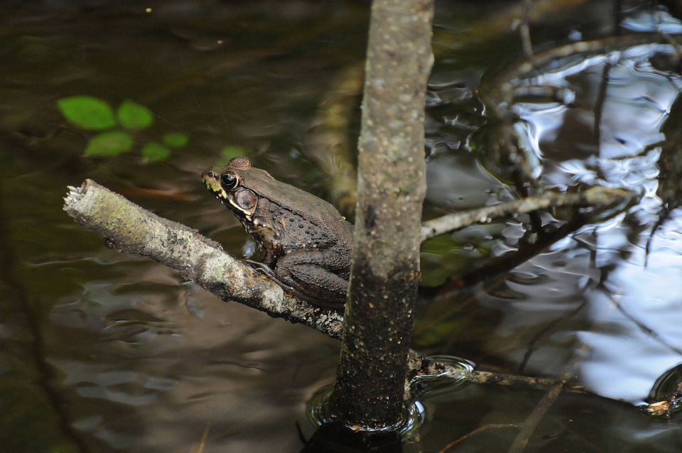 River frog perched on a branch