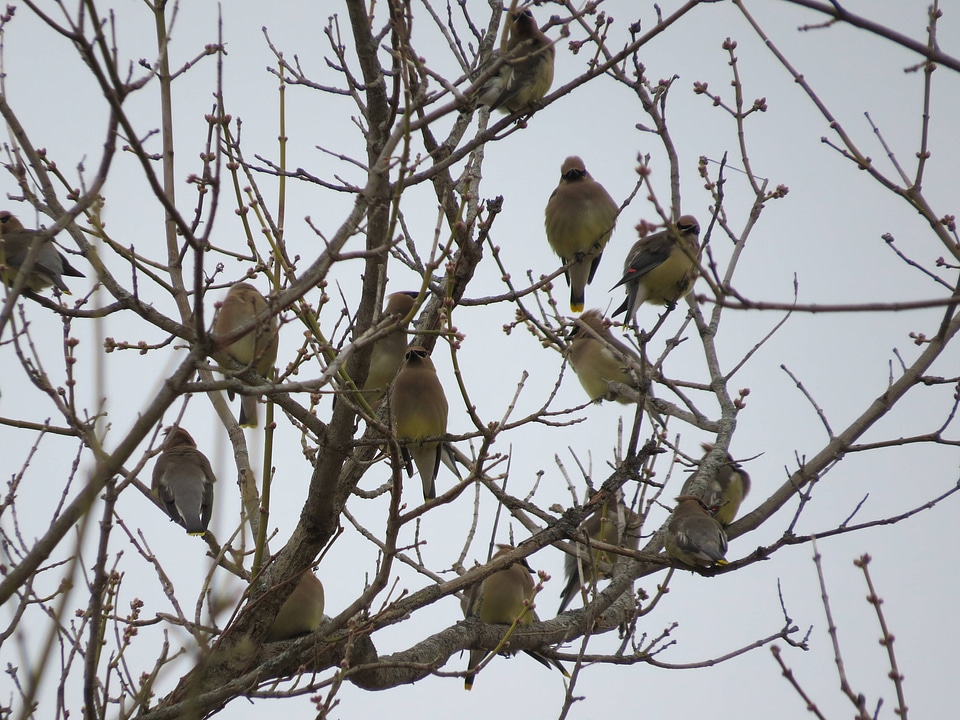 Cedar Waxwings flock