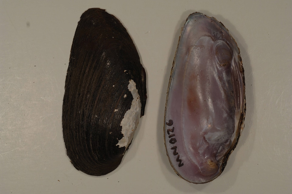 Elliptio dilatata-2