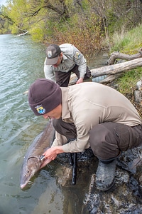USFWS Fisheries workers prepare to release Lake sturgeon-4