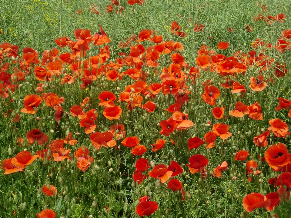 Red poppy summer meadow wild flowers