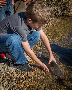 Boy releases fish photo