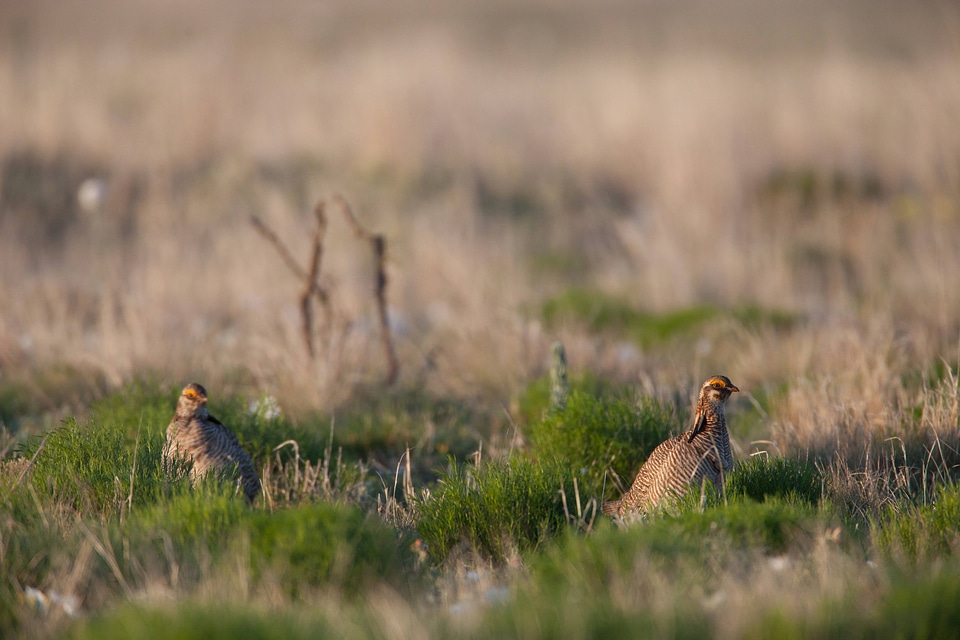 Lesser Prairie-Chicken-3