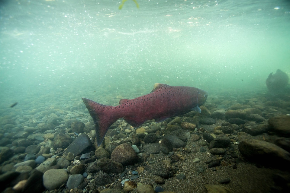 Chinook salmon migrating-2