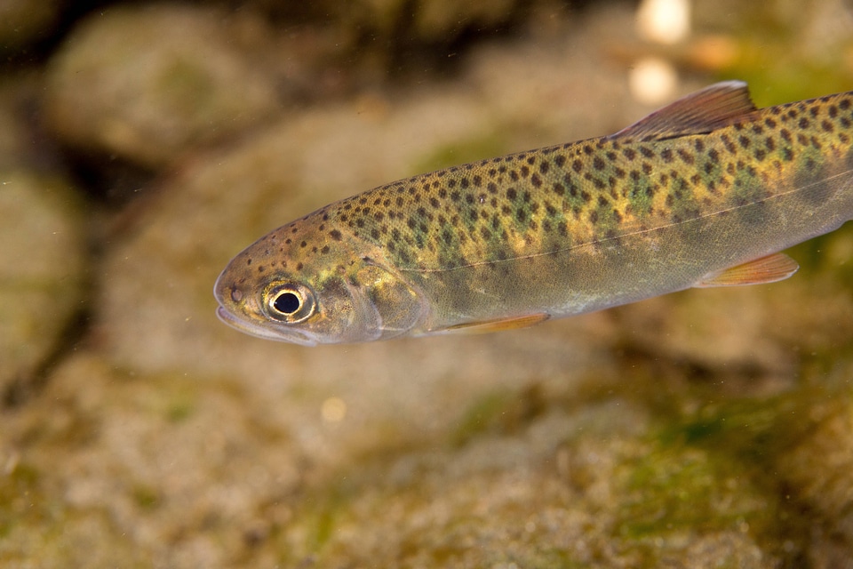 Juvenile Rainbow trout-1