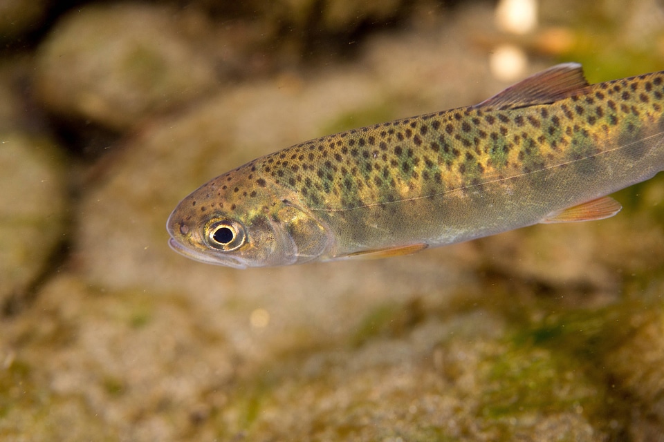 Juvenile Rainbow trout-1 photo