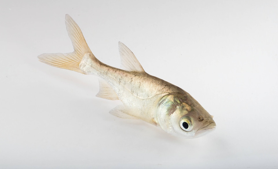 Bighead Carp Juvenile-1