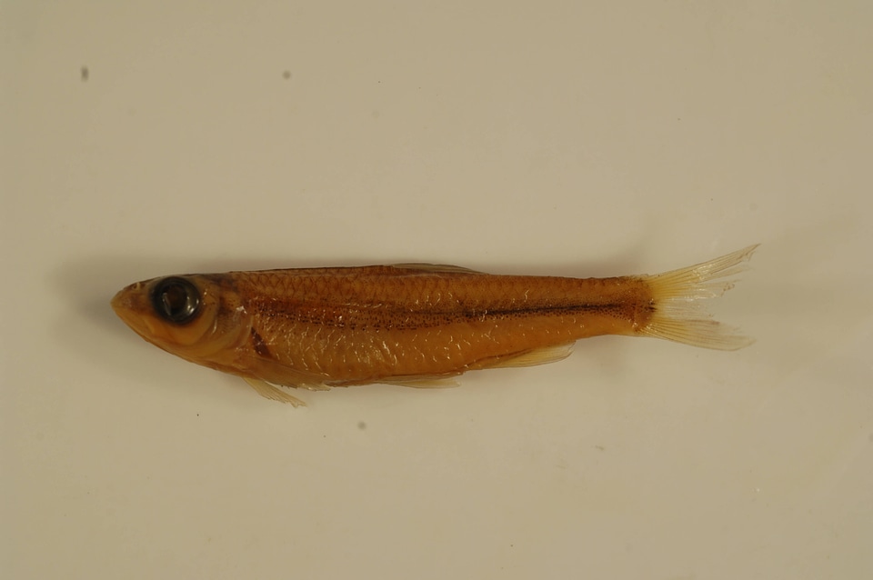 Notropis wickliffi-1