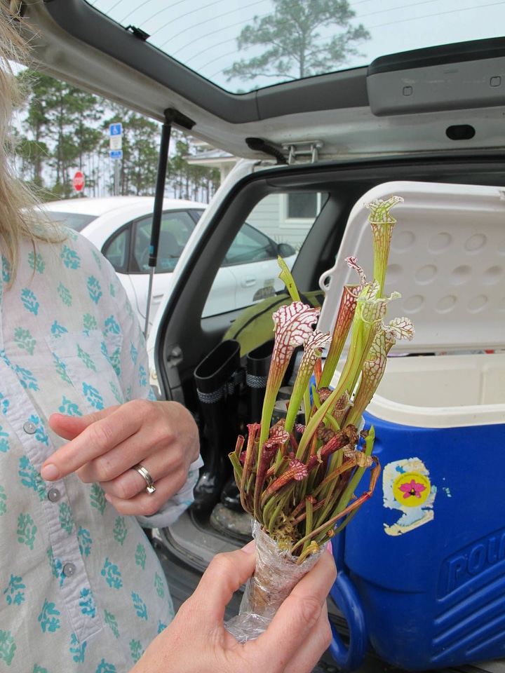 Pitcher plant for seepage slope restoration project