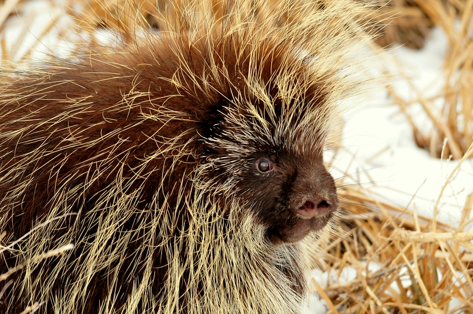 North American Porcupine