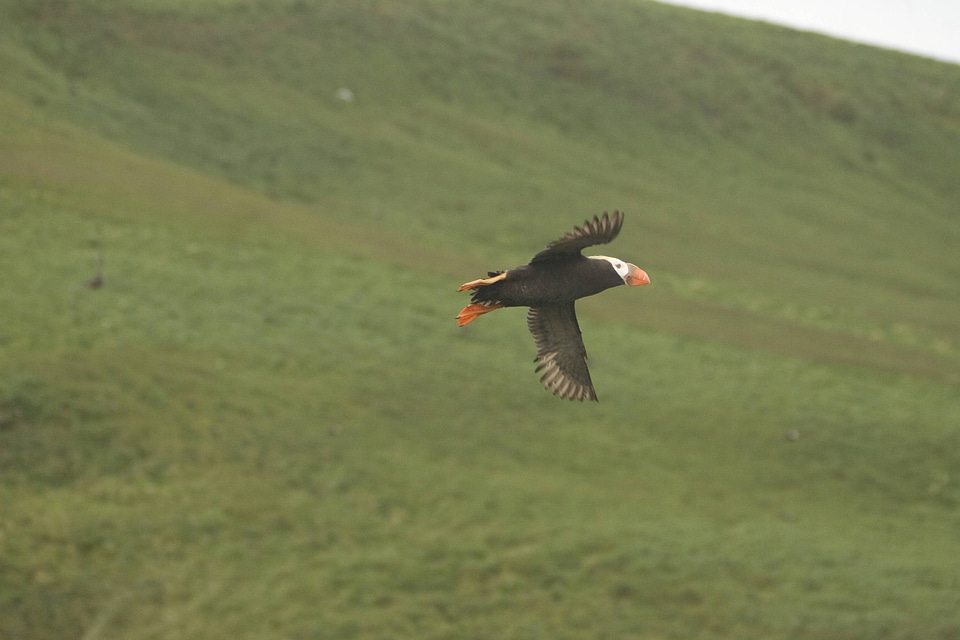 Flight of the Tufted puffin