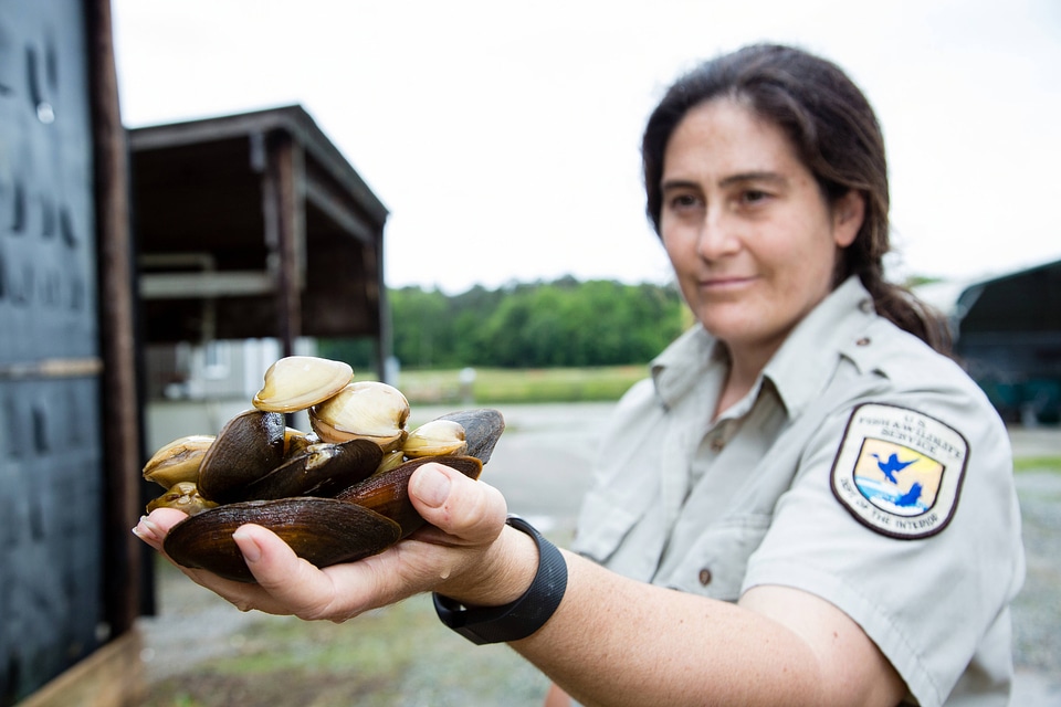 Biologist holds freshwater mussels-1
