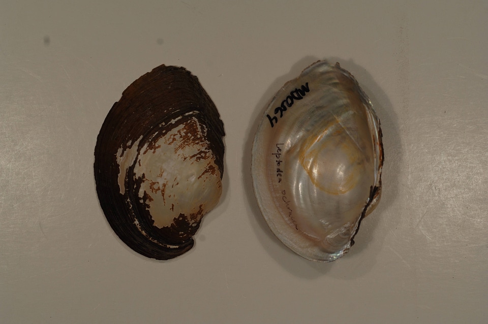 Leptodea ochracea-5
