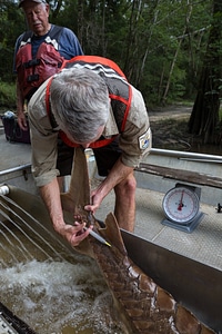 Fisheries biologist processes Gulf sturgeon-4