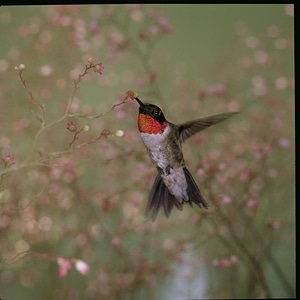 Ruby-throated Hummingbird-3 photo