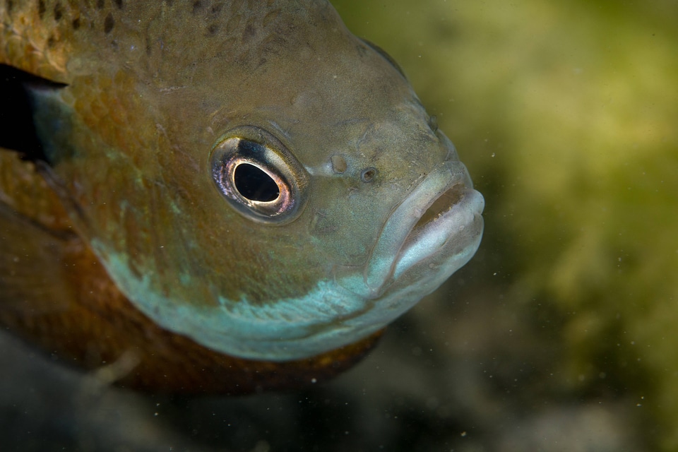 Bluegill on nest-2