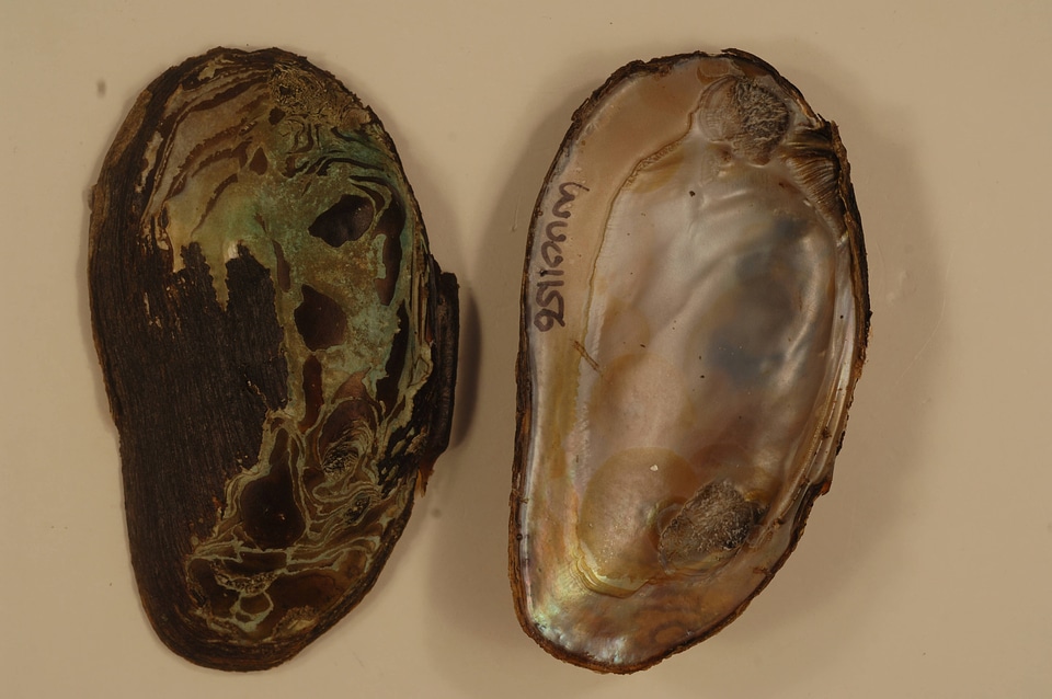 Elliptio complanata-2