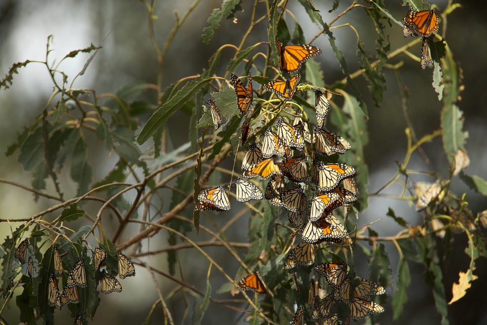 Monarch butterflies-1