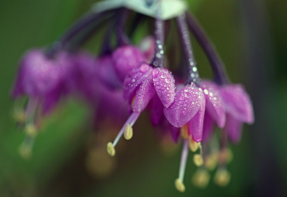 Allium cernuum