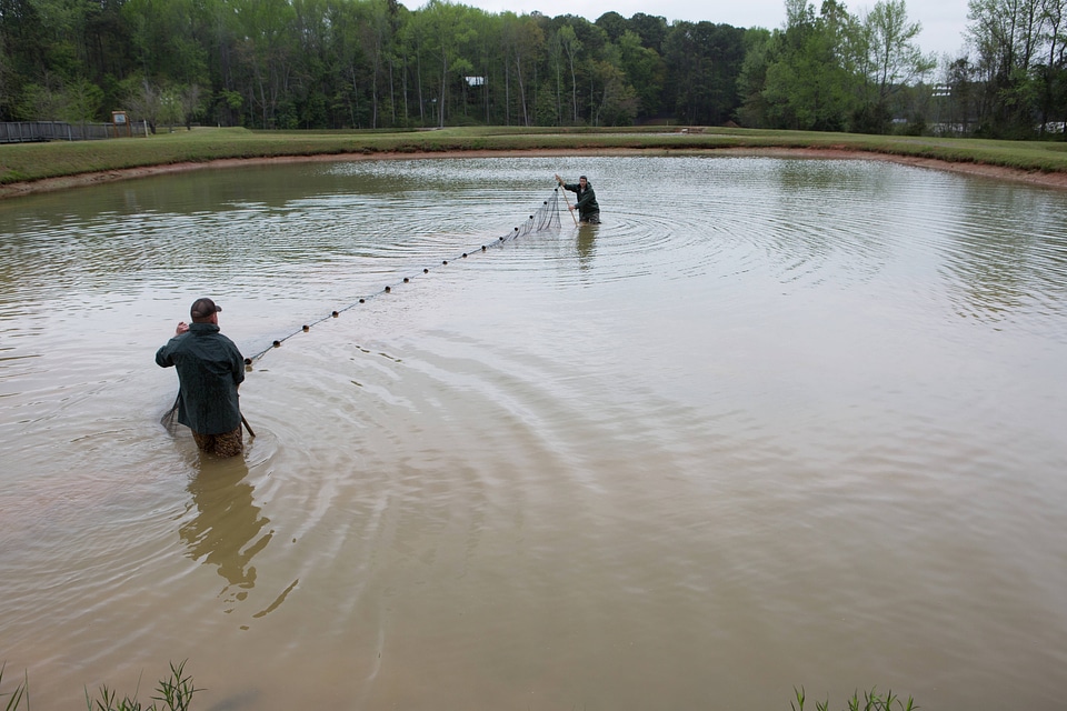 Staff at Warm Springs Hatchery checking nets for channel catfish-2