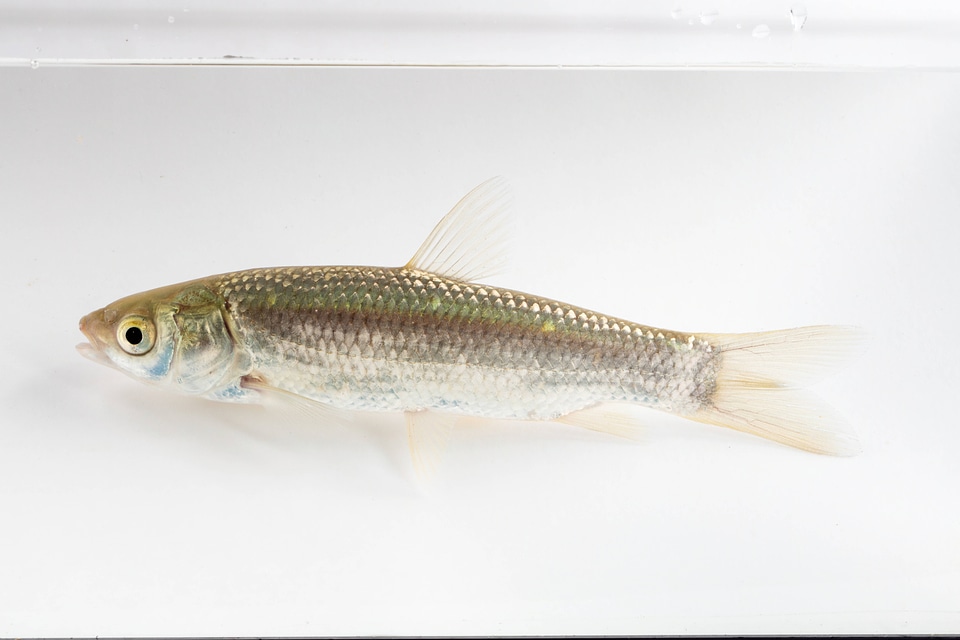 Grass Carp Juvenile-1